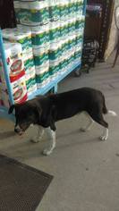 Borador Dogs for adoption in Centreville, VA, USA