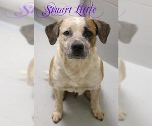 Mutt Dogs for adoption in Augusta, GA, USA