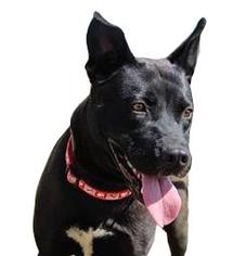 Shepradors Dogs for adoption in Yreka, CA, USA