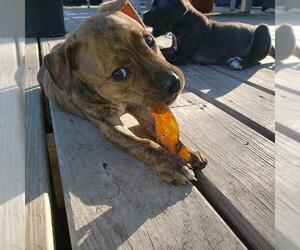 Bulloxer Dogs for adoption in Denton, TX, USA