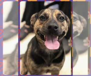 American Staffordshire Terrier-Labrador Retriever Mix Dogs for adoption in Brewster, NY, USA