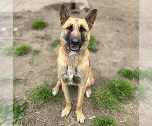 German Shepherd Dog Dogs for adoption in Modesto, CA, USA
