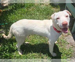 Labrador Retriever-Unknown Mix Dogs for adoption in Royal Palm Beach, FL, USA