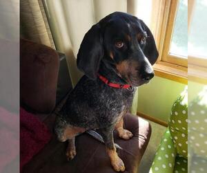 Bluetick Coonhound Dogs for adoption in Fargo, ND, USA