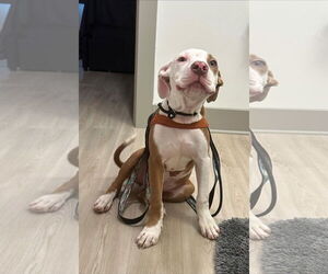 American Pit Bull Terrier-Unknown Mix Dogs for adoption in Oakhurst, NJ, USA