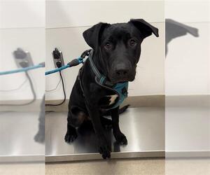 Shepradors Dogs for adoption in Baytown, TX, USA