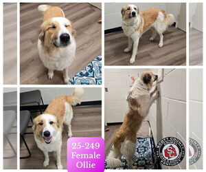 Border Collie-Great Pyrenees Mix Dogs for adoption in Georgetown, KY, USA