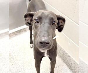 Great Dane Dogs for adoption in Houston, TX, USA