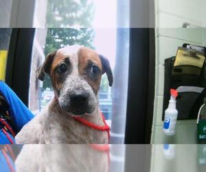 German Shepherd Dog-Unknown Mix Dogs for adoption in Tulsa, OK, USA