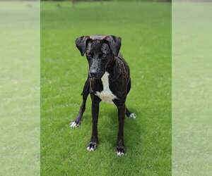 Border Collie-Feist Terrier Mix Dogs for adoption in Talladega, AL, USA
