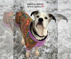 American Staffordshire Terrier-Boxer Mix Dogs for adoption in Negaunee, MI, USA