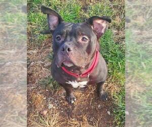 American Pit Bull Terrier Dogs for adoption in Walnutport, PA, USA