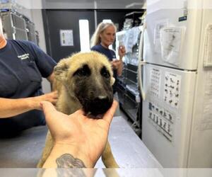 German Shepherd Dog-Unknown Mix Dogs for adoption in Visalia, CA, USA