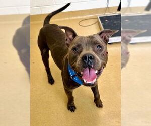 American Pit Bull Terrier Dogs for adoption in Derwood, MD, USA