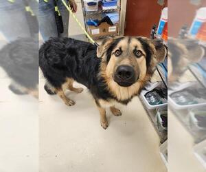 German Shepherd Dog Dogs for adoption in Center Township, PA, USA