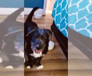 Mutt Dogs for adoption in Spring Lake, NC, USA