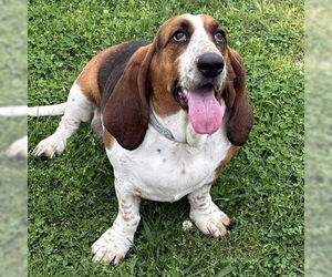 Basset Hound Dogs for adoption in Deepwater, NJ, USA