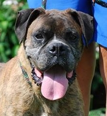 Boxer Dogs for adoption in Chesapeake City, MD, USA