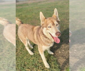 Siberian Husky Dogs for adoption in Riverside, CA, USA