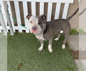 American Pit Bull Terrier Dogs for adoption in Modesto, CA, USA