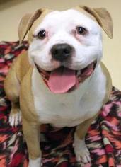 Bulldog-Unknown Mix Dogs for adoption in Colfax, IL, USA