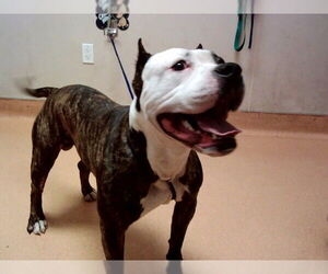 Mutt Dogs for adoption in Martinez, CA, USA