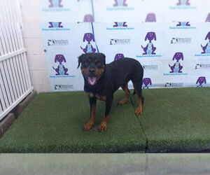 Rottweiler-Unknown Mix Dogs for adoption in Orlando, FL, USA