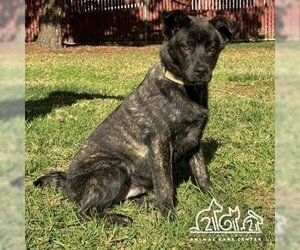 Dutch Shepherd -Unknown Mix Dogs for adoption in Irvine, CA, USA