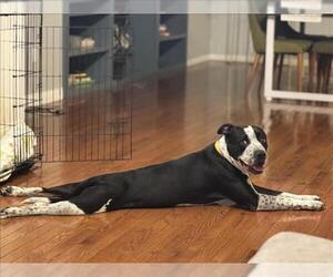 American Pit Bull Terrier-Unknown Mix Dogs for adoption in Las Vegas, NV, USA