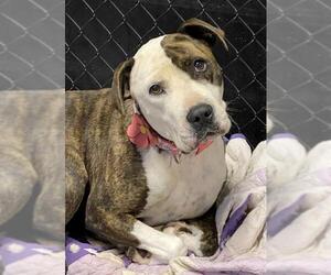American Staffordshire Terrier Dogs for adoption in Crossville, TN, USA