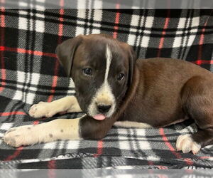 American Pit Bull Terrier-Unknown Mix Dogs for adoption in HESPERIA, CA, USA