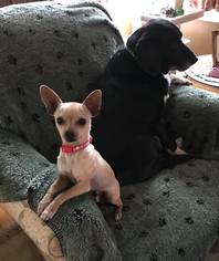 Medium Photo #1 Chihuahua-Unknown Mix Puppy For Sale in Von Ormy, TX, USA