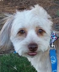 La Pom Dogs for adoption in Fresno, CA, USA