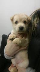 Medium Photo #1 Mutt Puppy For Sale in Anchorage, AK, USA