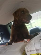 Labrador Retriever-Unknown Mix Dogs for adoption in Cincinnati, OH, USA