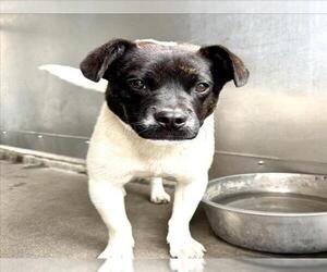 Chihuahua-Unknown Mix Dogs for adoption in San Bernardino, CA, USA