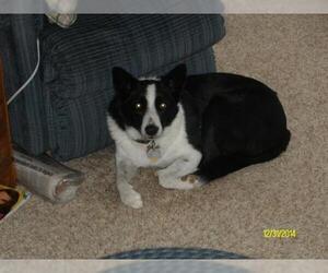Border Collie Dogs for adoption in San Angelo, TX, USA