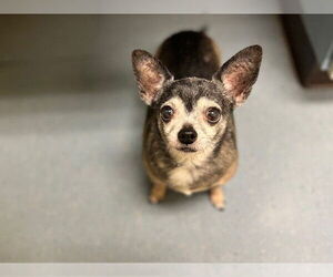 Chihuahua Dogs for adoption in Denver, CO, USA