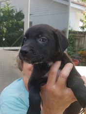 Borador Dogs for adoption in Seminole, FL, USA