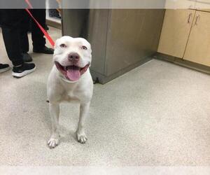 American Pit Bull Terrier Dogs for adoption in Riverside, CA, USA