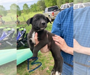 Labradoodle Dogs for adoption in SHERBURNE, NY, USA