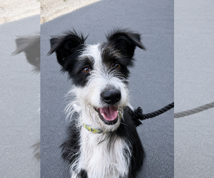 Border Collie-Unknown Mix Dogs for adoption in Lake Elsinore, CA, USA