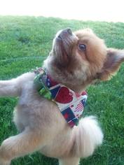 Pomeranian Dogs for adoption in Rathdrum, ID, USA