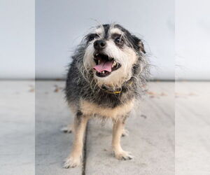 Mutt Dogs for adoption in Pasadena, CA, USA