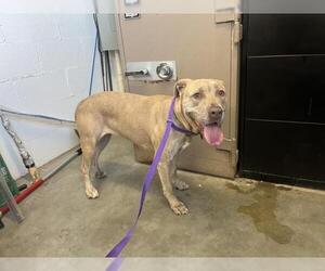 American Pit Bull Terrier Dogs for adoption in Corona, CA, USA