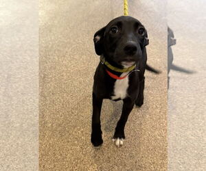 Labrador Retriever-Unknown Mix Dogs for adoption in Sanford, FL, USA