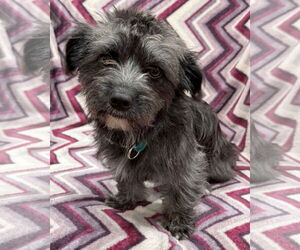Mutt Dogs for adoption in Corona, CA, USA