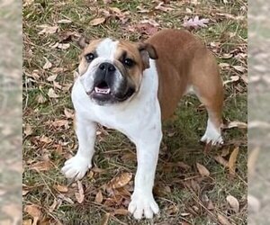 Bulldog Dogs for adoption in Alexander, AR, USA