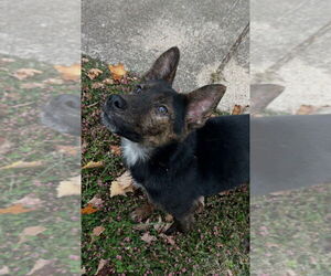 Mutt Dogs for adoption in Aurora, IN, USA