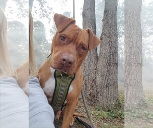 Medium Photo #1 American Pit Bull Terrier-Unknown Mix Puppy For Sale in Shreveport, LA, USA